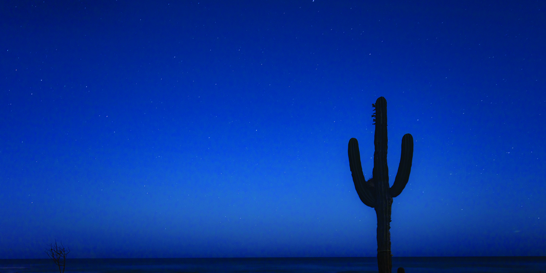 6_Cactus-CaboDelSolCove-bigger_247A1132